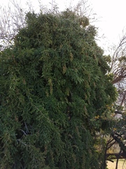 Anisomeria littoralis