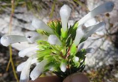 Erica thomae thomae