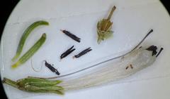 Erica thomae thomae