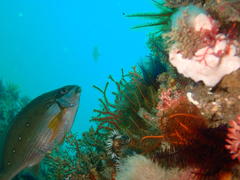 Chirodactylus brachydactylus