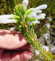 Erica thomae thomae