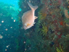 Chirodactylus brachydactylus