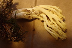 Ramaria cystidiophora