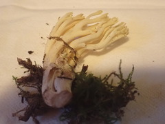 Ramaria cystidiophora