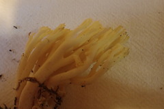 Ramaria cystidiophora