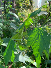 Ripariosida hermaphrodita