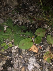 Magnoliopsida