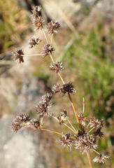 Juncus capensis