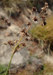 Juncus capensis