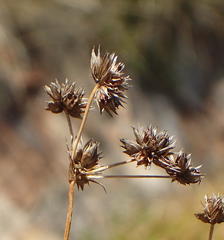 Juncus capensis