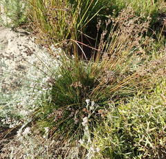 Juncus capensis