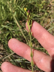 Hypericum setosum