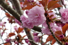 Prunus × lannesiana