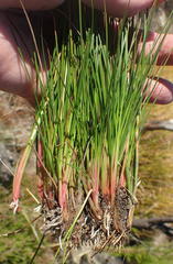 Juncus capensis