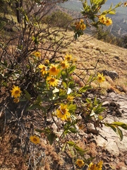 Flourensia thurifera