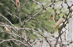 Pycnonotus leucogenys