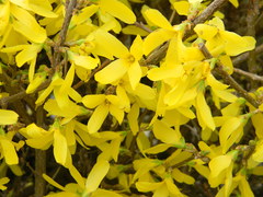 Forsythia suspensa