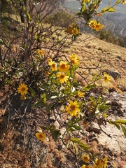 Flourensia thurifera