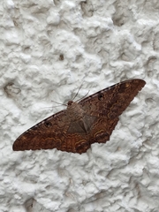 Ascalapha odorata