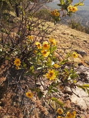 Flourensia thurifera