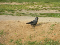 Corvus monedula