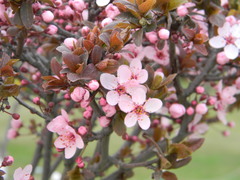 Prunus communis