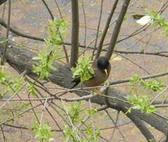 Acridotheres tristis