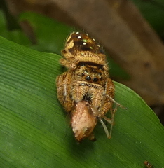 Parnaenus