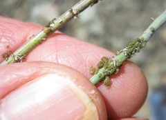 Lipaphis pseudobrassicae