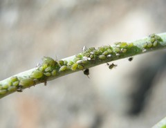 Lipaphis pseudobrassicae