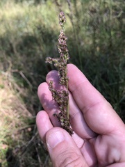 Anthenantia rufa