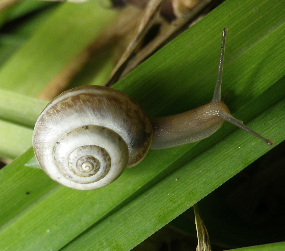 Harmozica ravergiensis