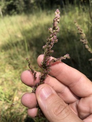Anthenantia rufa