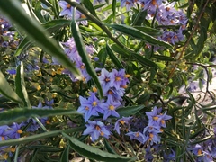 Solanum crispum