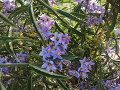 Solanum crispum