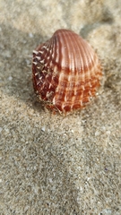 Acanthocardia aculeata