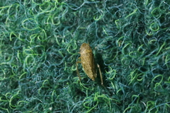 Aphrodinae