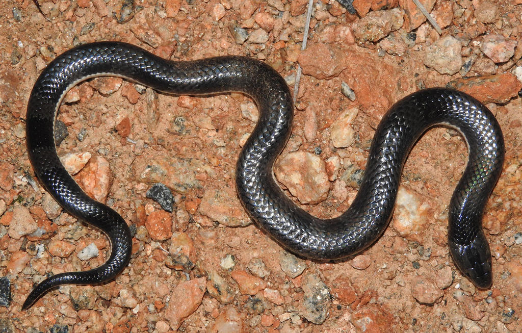 African Garter Snake