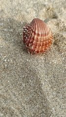 Acanthocardia aculeata