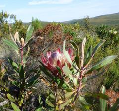 Protea susannae