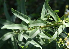 Senecio pentactinus