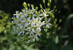 Senecio pentactinus