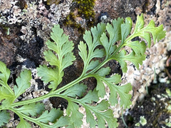 Cryptogramma sitchensis