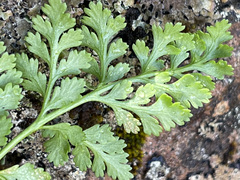 Cryptogramma sitchensis