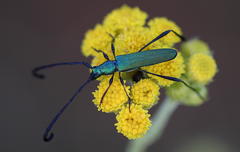 Hypocrites claviger claviger