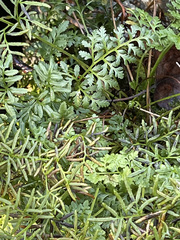 Cryptogramma sitchensis