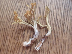 Ramaria cystidiophora