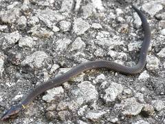 Pseudorabdion longiceps