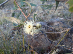 Eucalyptus cosmophylla