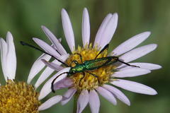 Hypocrites claviger claviger